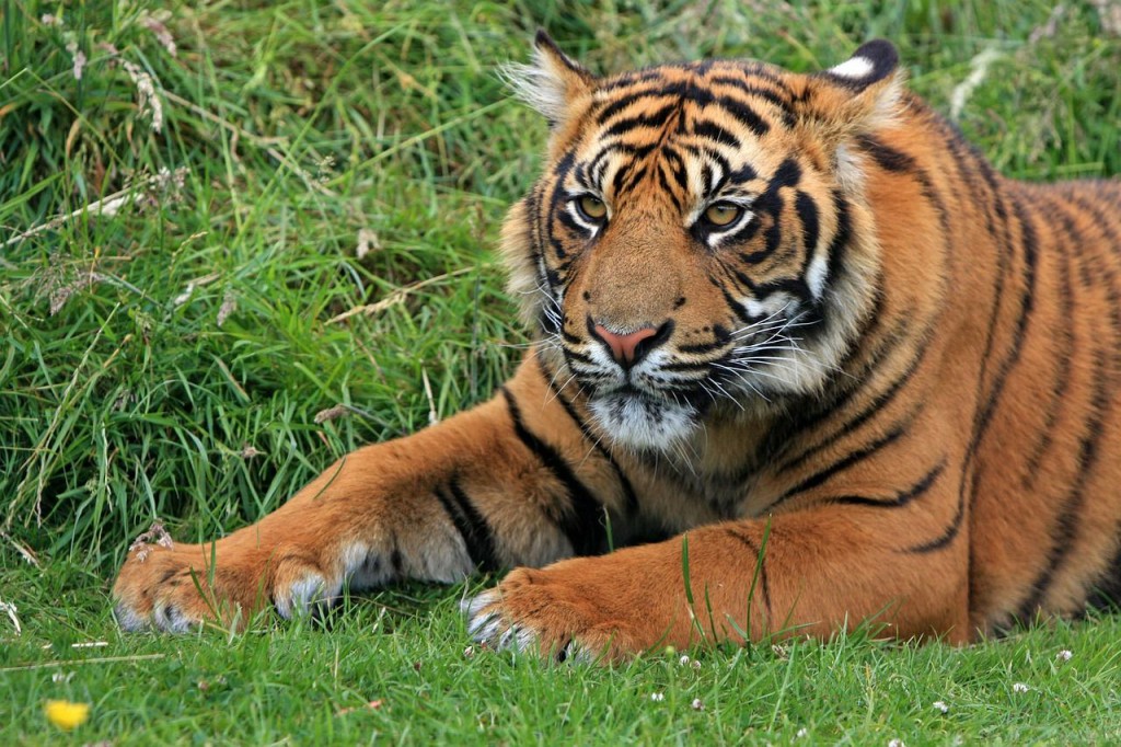 Тигр – опасный хищник