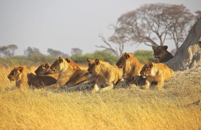 Львы в африканской саванне